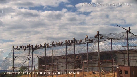 40 белоглави лешояда едновременно на площадката за подхранване в местността Дългия рът (Каракютук)