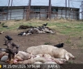Пореден скален орел посети площадката за подхранване в местността Дългия рът (Каракютук)