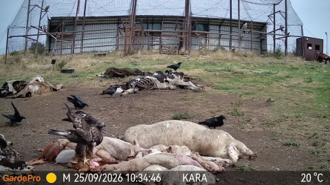 Пореден скален орел посети площадката за подхранване в местността Дългия рът (Каракютук)