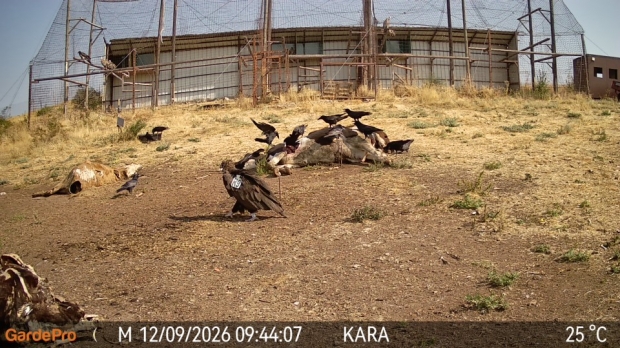 Черен лешояд от колонията в Дадя посети площадката за подхранване в местността Дългия рът (Каракютук)