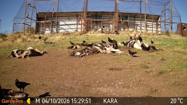 Млад белоглав лешояд от сръбска колония регистриран на площадката за подхранване в местността Дългия рът (Каракютук)