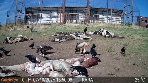 Пореден черен лешояд от колонията в Дадя използва площадката за подхранване в местността Дългия рът (Каракютук)