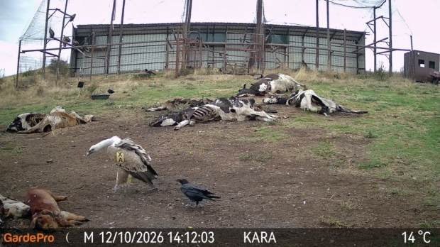 Познат представител на местната колония белоглави лешояди на площадката за подхранване в м. Дългия рът (Каракютук)